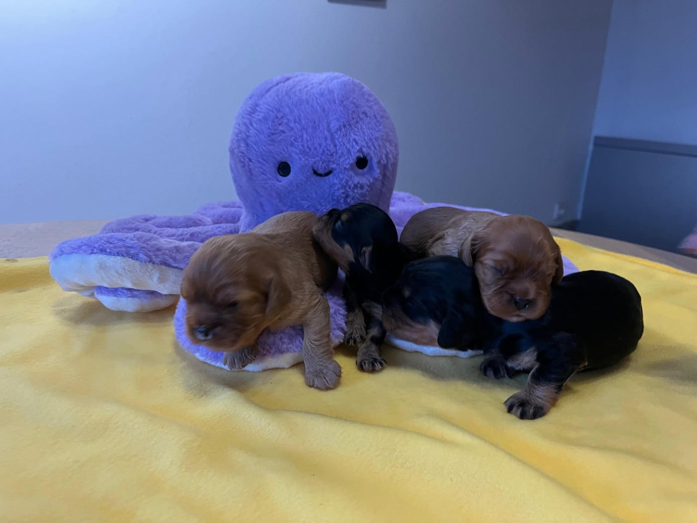 Cavalier King Charles Spaniel - Du clos de larpege