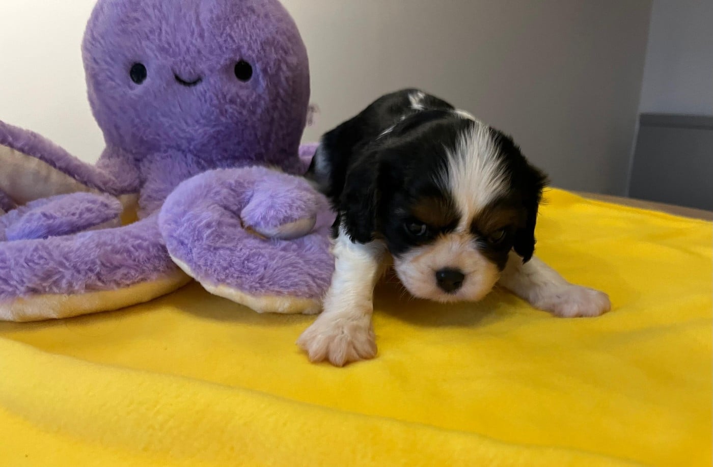 Cavalier King Charles Spaniel - Du clos de larpege