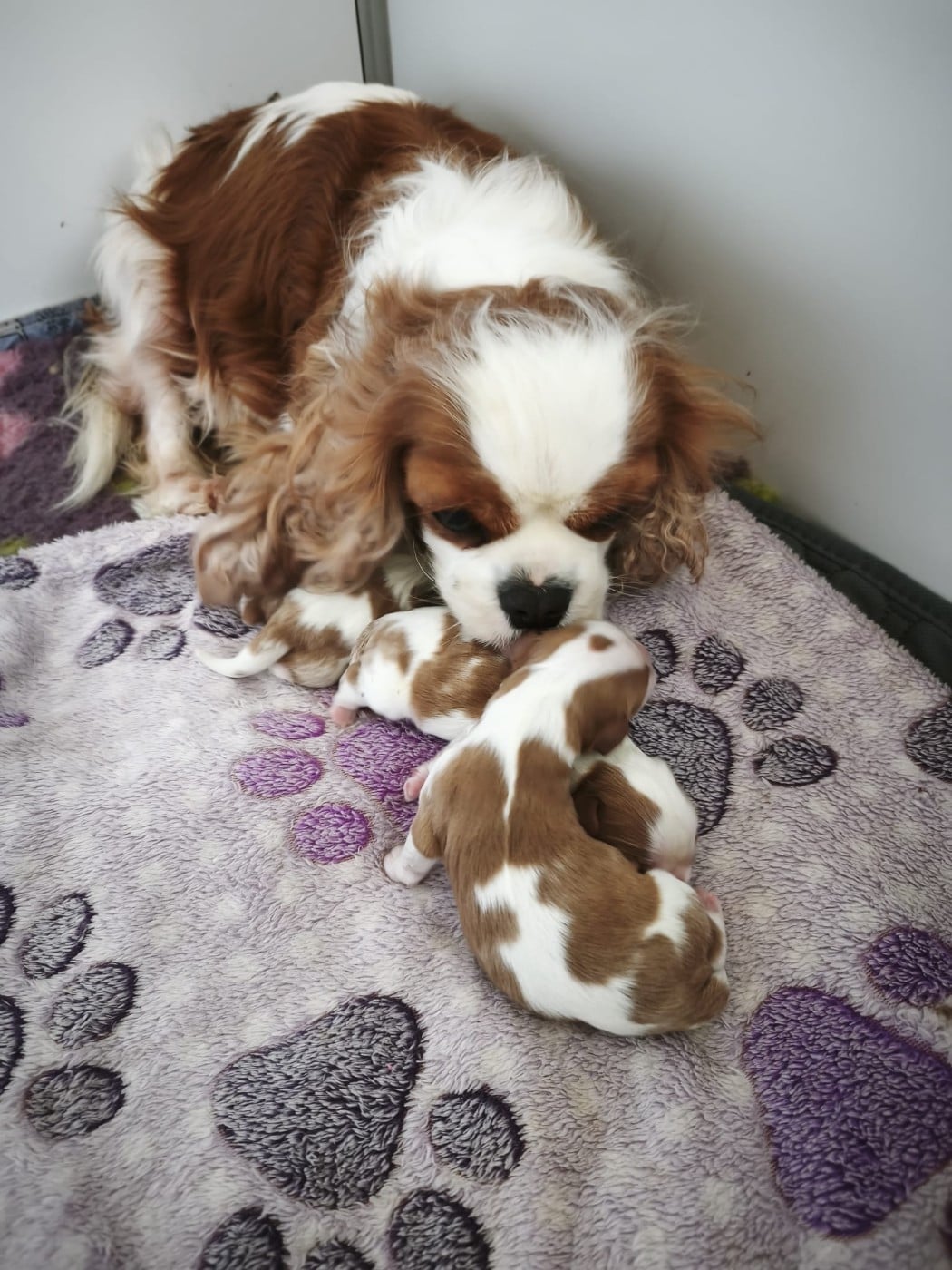 Cavalier King Charles Spaniel - Du clos de larpege