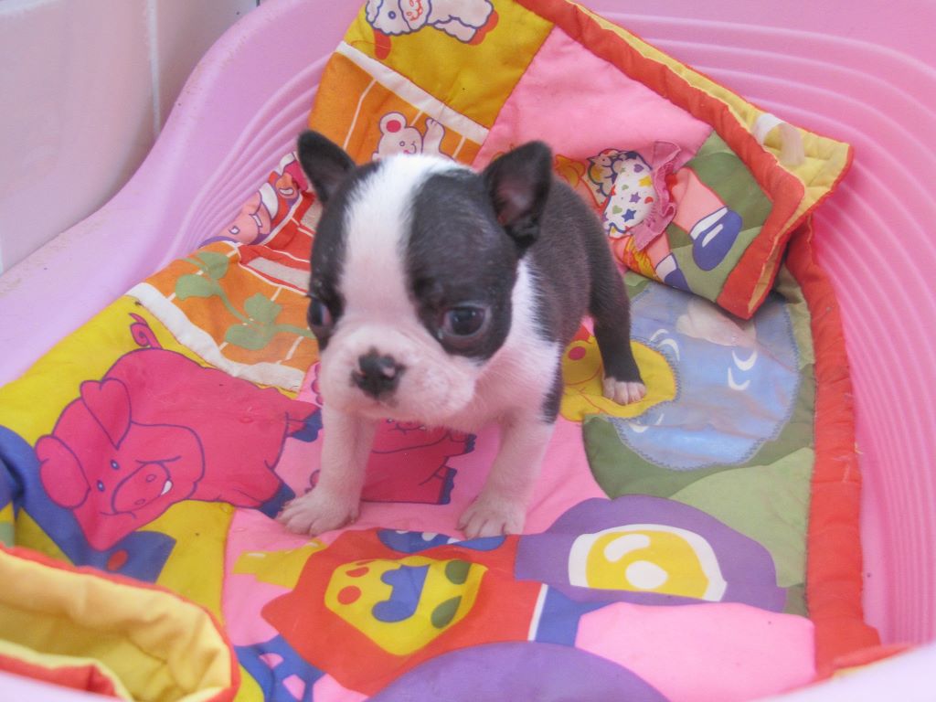 P..... - Boston Terrier