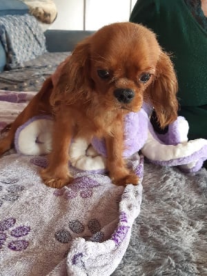 Les chiots de Cavalier King Charles Spaniel