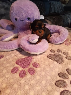 Les chiots de Cavalier King Charles Spaniel