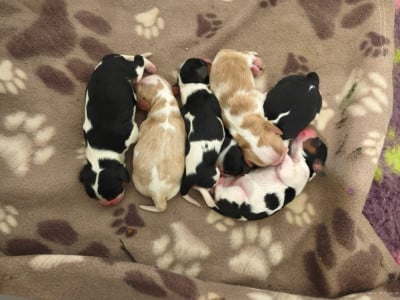 Les chiots de Cavalier King Charles Spaniel