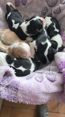 Les chiots de Cavalier King Charles Spaniel