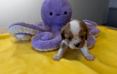 Les chiots de Cavalier King Charles Spaniel