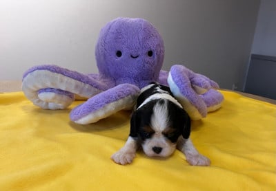 Les chiots de Cavalier King Charles Spaniel
