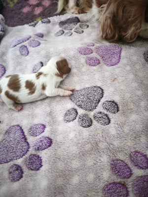 Les chiots de Cavalier King Charles Spaniel