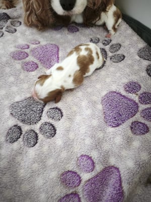 Les chiots de Cavalier King Charles Spaniel