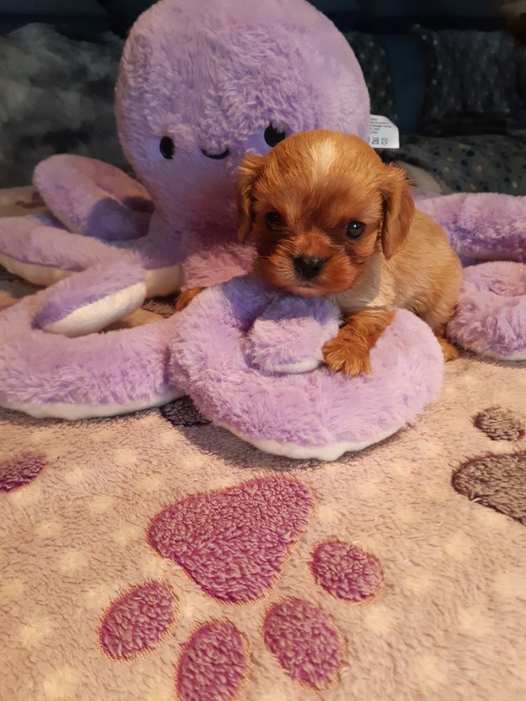 CHIOT 1 - Cavalier King Charles Spaniel