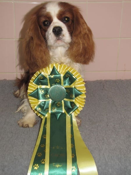 Jefferson Of woodville - CACS + CACIB + BOB - Classe intermédiaire