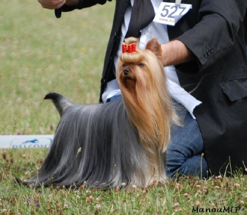 CH. Crystale-palace Du domaine de monderlay - CAC CACIB BOS