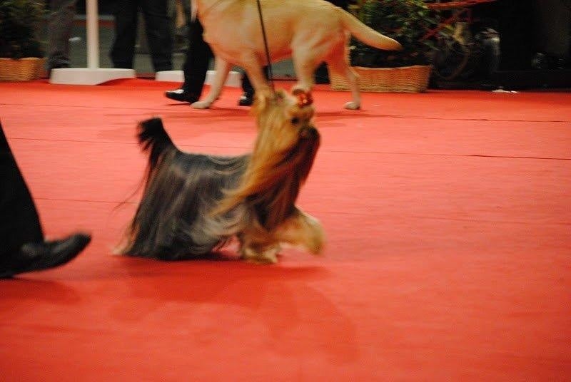 CH. Crystale-palace Du domaine de monderlay - CAC CACIB BOB BOG BIS