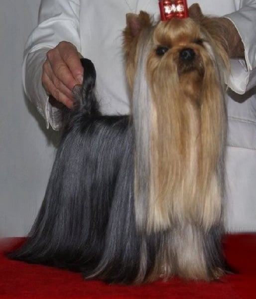 CH. Distinction Du domaine de monderlay - CAC CACIB BOB BOG 3