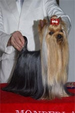 CH. Distinction Du domaine de monderlay - CAC BOB, Réserve BOG