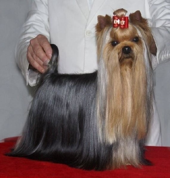 CH. Distinction Du domaine de monderlay - CAC CACIB BOS