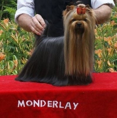 CH. Distinction Du domaine de monderlay - CAC CACIB