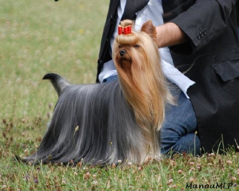 CH. Crystale-palace Du domaine de monderlay - CAC CACIB BOB BOG