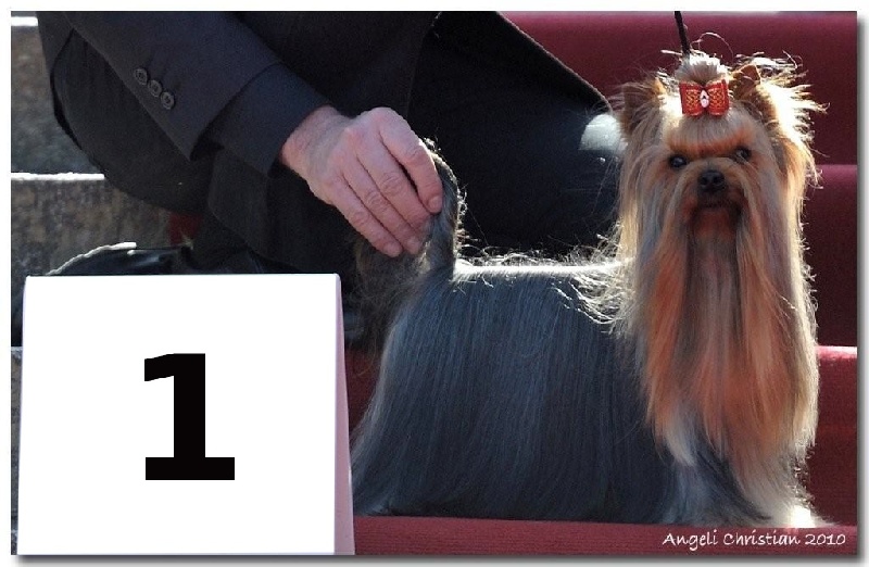 CH. Distinction Du domaine de monderlay - CAC CACIB BOB