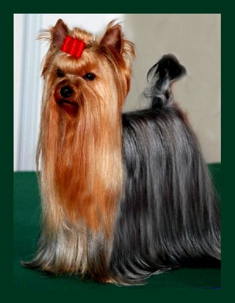 CH. Crystale-palace Du domaine de monderlay - CAC CACIB