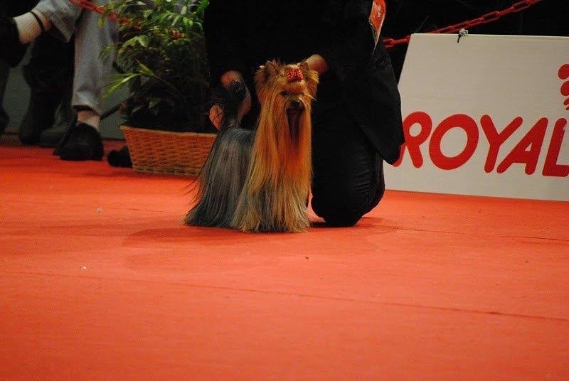 CH. Crystale-palace Du domaine de monderlay - CAC CACIB BOS