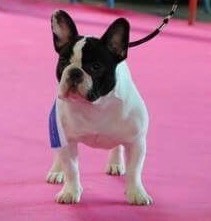 CH. Mona lisa des Caubes de la Morganeraie - Très prometteur