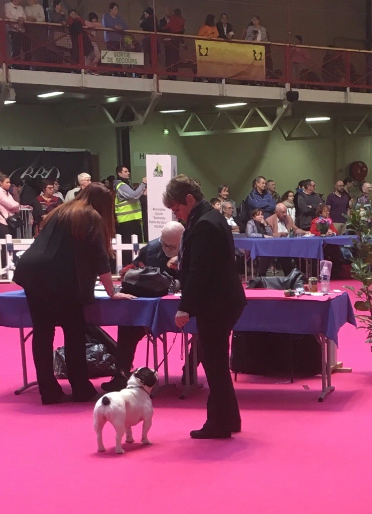 CH. Mona lisa des Caubes de la Morganeraie - 2ème excellent