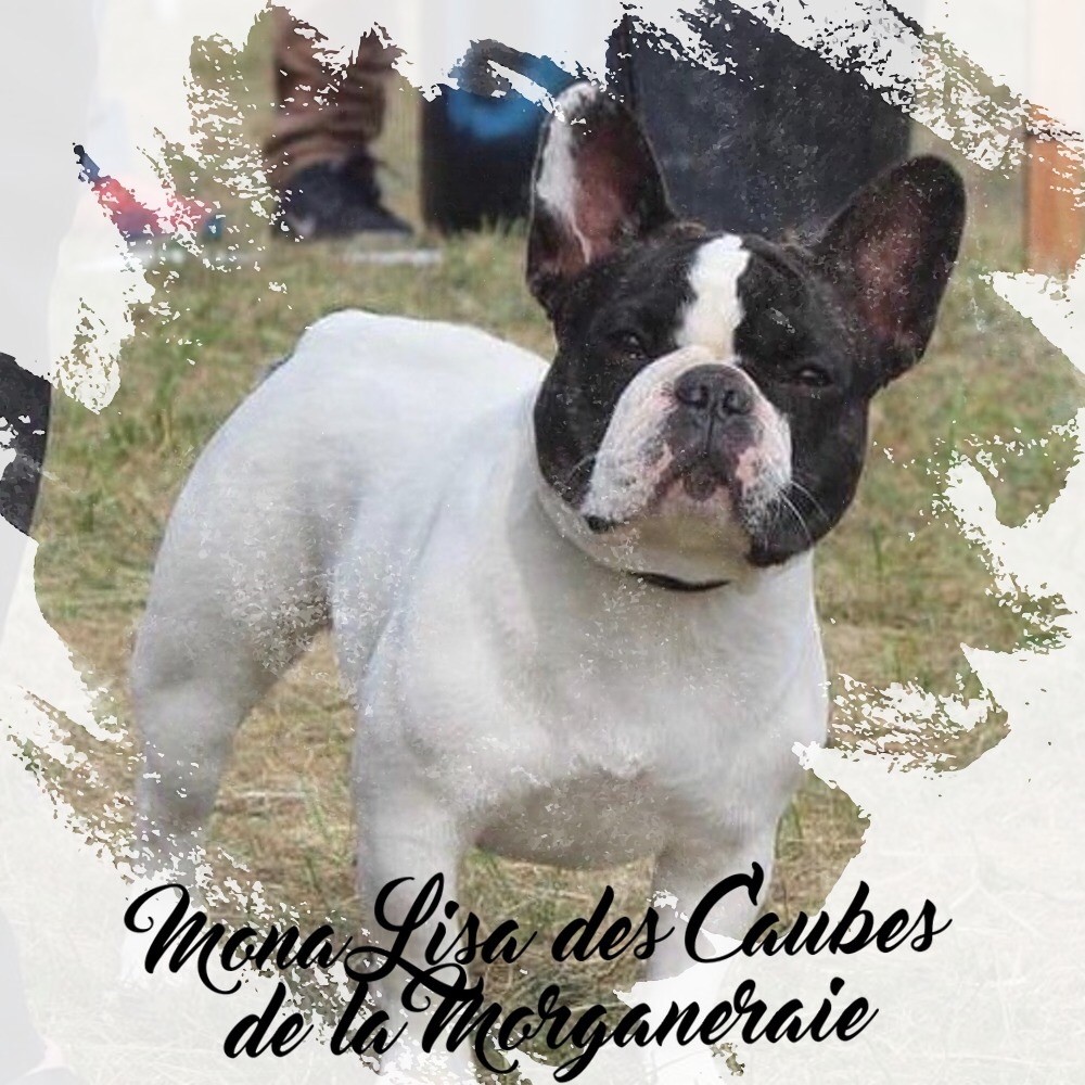 CH. Mona lisa des Caubes de la Morganeraie - Excellent TAN CONFIRMATION