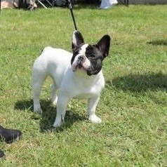 CH. Mona lisa des Caubes de la Morganeraie - Très prometteur