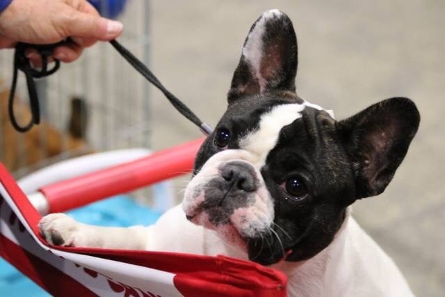 CH. Mona lisa des Caubes de la Morganeraie - 1ère très prometteur