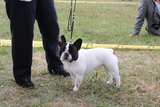 CH. Mona lisa des Caubes de la Morganeraie - 2ème excellent