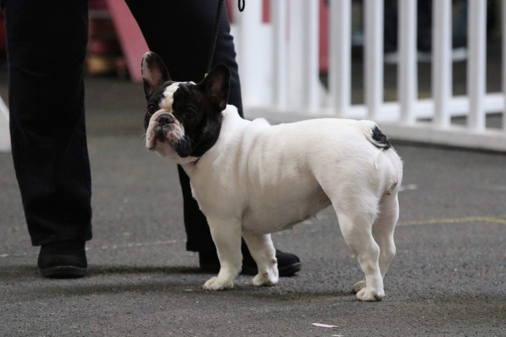 CH. Mona lisa des Caubes de la Morganeraie - 1ère excellent CACL