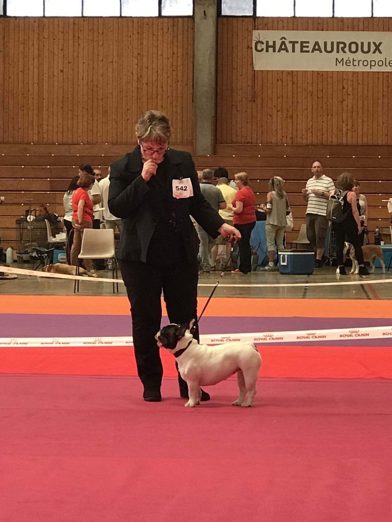 CH. Mona lisa des Caubes de la Morganeraie - 1er excellent RCACS