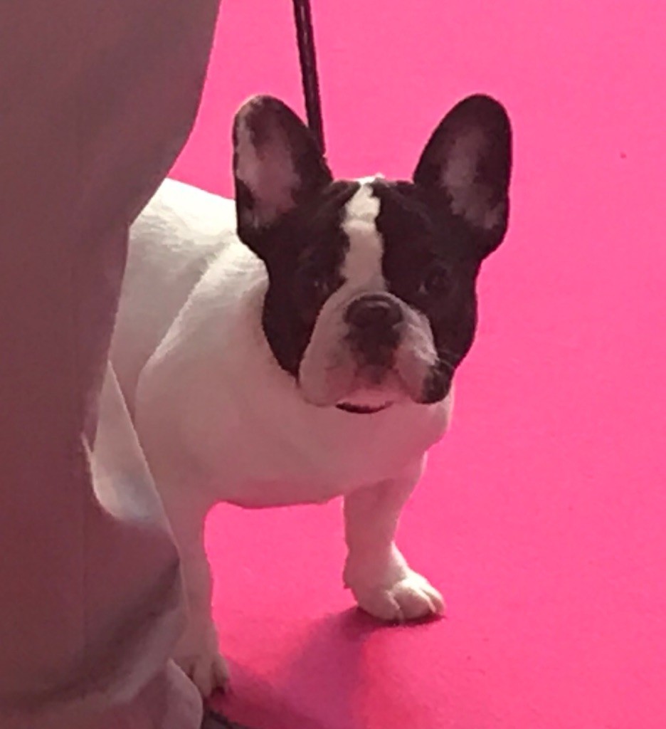 CH. Mona lisa des Caubes de la Morganeraie - Très prometteur meilleur BABY