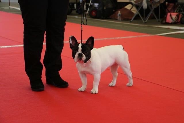 CH. Mona lisa des Caubes de la Morganeraie - Très prometteur