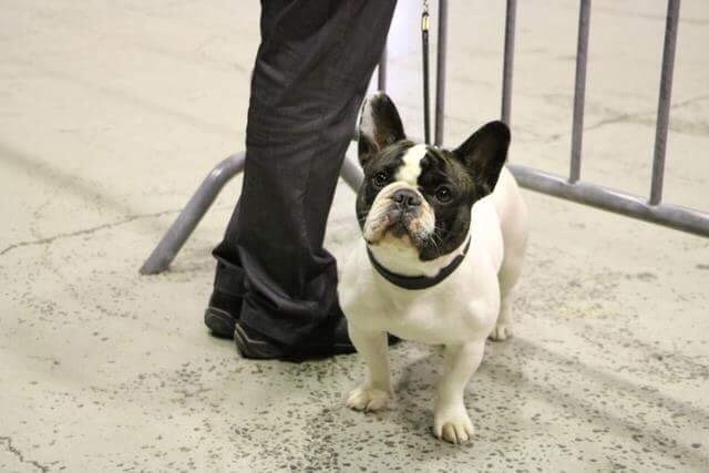 CH. Mona lisa des Caubes de la Morganeraie - 1er excellent CACS