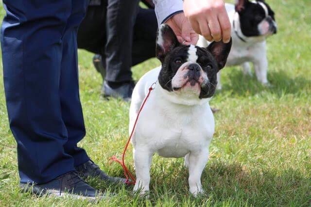 CH. Mona lisa des Caubes de la Morganeraie - 1er excellent CACS