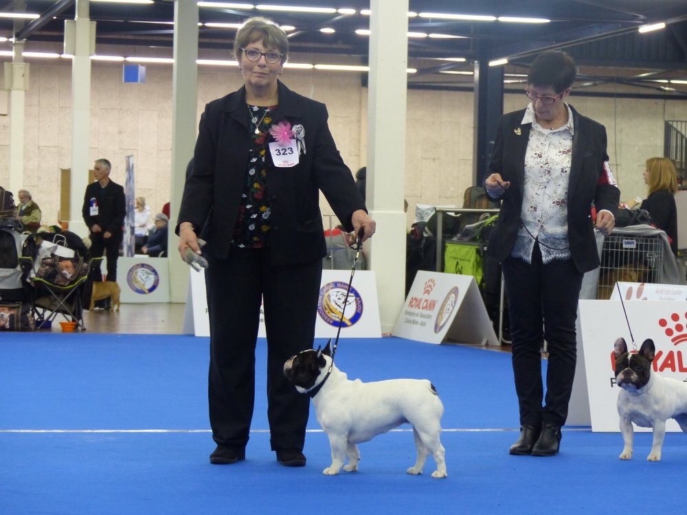 CH. Mona lisa des Caubes de la Morganeraie - Excellent