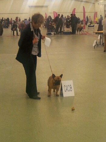 CH. Tous les matins du monde Eliot ness - 1er excellent CACIB MEILLEUR DE RACE