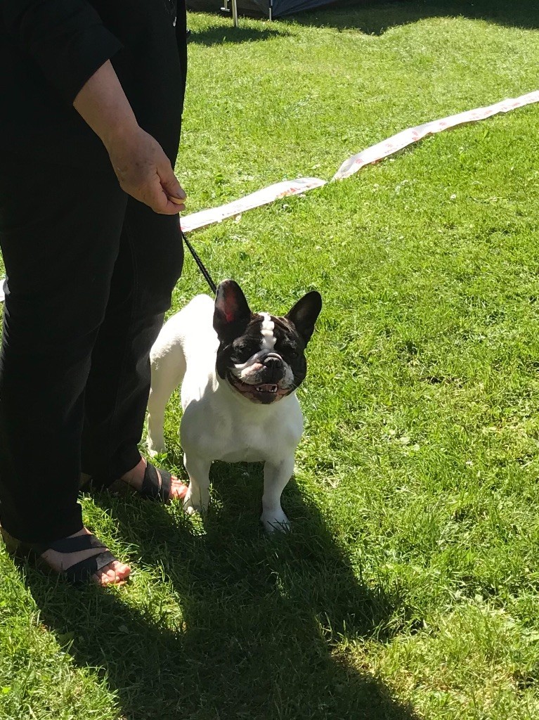 CH. Mona lisa des Caubes de la Morganeraie - 1er excellent CACS