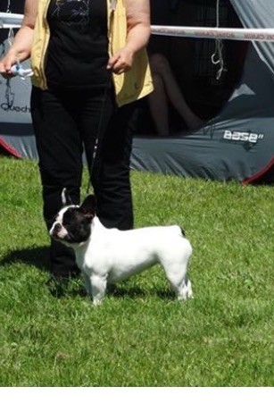 CH. Mona lisa des Caubes de la Morganeraie - Très prometteur