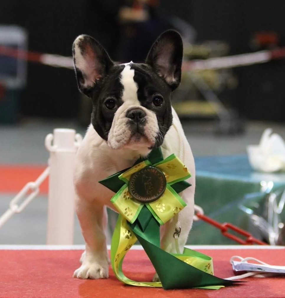 CH. Mona lisa des Caubes de la Morganeraie - Très prometteur