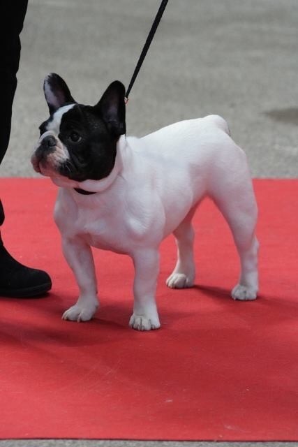 CH. Mona lisa des Caubes de la Morganeraie - Très prometteur Meilleur puppy