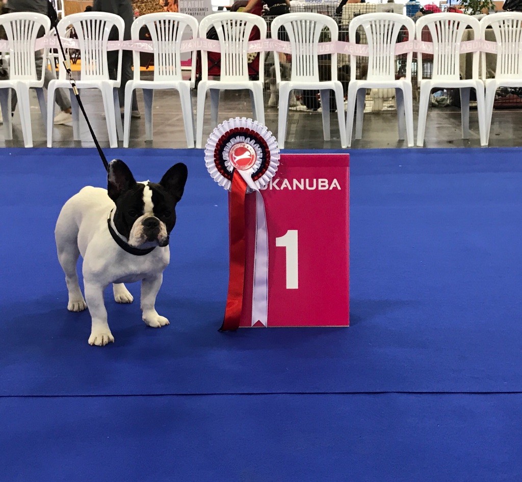 CH. Mona lisa des Caubes de la Morganeraie - 1ère très prometteur