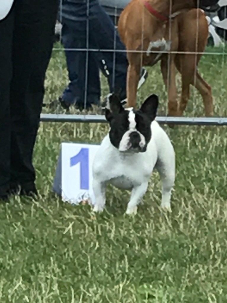 CH. Mona lisa des Caubes de la Morganeraie - 1ère excellent