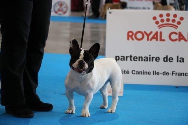 CH. Mona lisa des Caubes de la Morganeraie - 2ème excellent