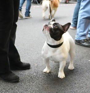 CH. Mona lisa des Caubes de la Morganeraie - 1ère excellent