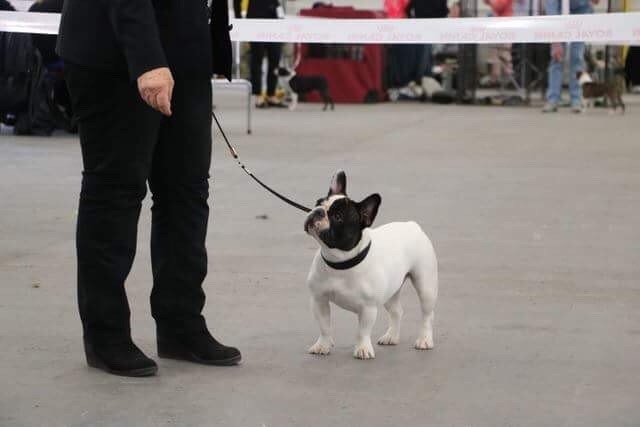 CH. Mona lisa des Caubes de la Morganeraie - 1er excellent RCACS