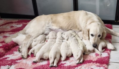 Les chiots de Golden Retriever