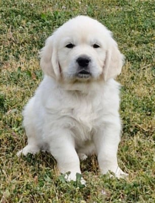 Les chiots de Golden Retriever