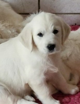 Les chiots de Golden Retriever